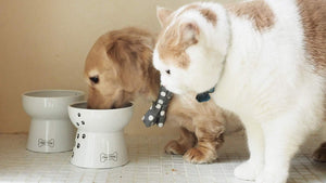 Necoichi Raised Dog Food Bowl, Stress Free, Dishwasher and Microwave Safe, Lead & Cadmium Free, Made to FDA/EC&ECC European Standard